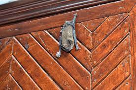 How do bats get in the house? How To Get A Bat Out Of Your House