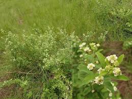 Image result for Lippia javanica