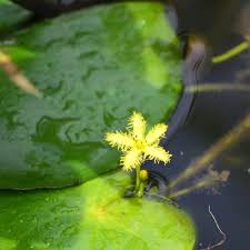 Image result for Nymphoides thunbergiana