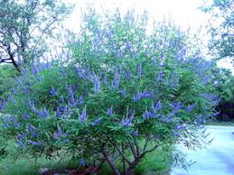Image result for Vitex strickeri