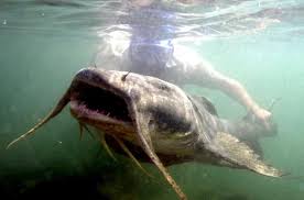 Mekong Giant Catfish Alchetron The Free Social Encyclopedia