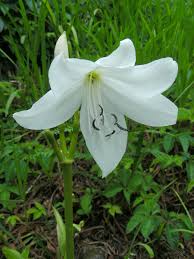 Image result for Crinum moorei