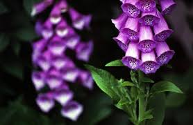 Image result for Plantaginaceae