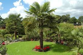 The tree at the center is the focal point, but symmetric evergreen shrubs create a sense of order and structure. Trachycarpus Palmtree Palm Trees Landscaping Palm Trees Garden Cold Hardy Palm Trees