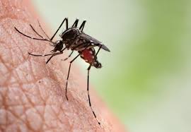 Demon Wp Pest Mosquito Control Insecticide Review Updated In 2021