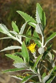 Image result for Anisopappus paucidentatus