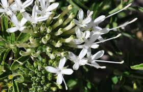 Image result for Pavetta uniflora