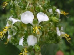 Image result for Aneilema