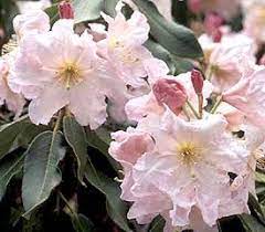 Plant Descriptions Rhododendron Plant Smelling Flowers Fragrant Flowers