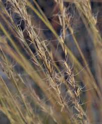 Image result for Aristida canescens