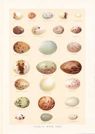 Bird Eggs For Sale 1903 Bird Eggs Print Vintage Antique Art Illustration Book Plate Natural Science Great For Framing 100 Years Old Bird Eggs Antique Art Vintage Birds