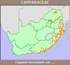 Image result for Capparis fascicularis