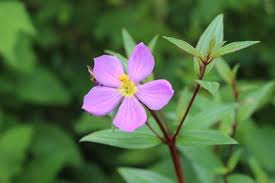 Image result for Antherotoma naudinii