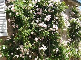 More Climbing Roses Climbing Roses White Climbing Roses Pruning Climbing Roses