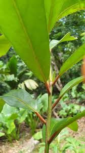 Image result for Brexia madagascariensis