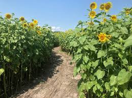 Hours may change under current circumstances Cannon Farms Sunflowers And Watermelons Florida Hikes