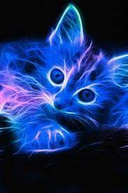 El Mejor Fondo De Pantalla Del Mundo Con Movimiento Fondos De Pantalla De Gatos Gatos Raros Gatos Bonitos