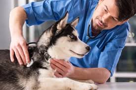 Any vaccine given younger than 3 months old is not considered part of the series. Veterinary Hospital 24 Hour Animal Hospital