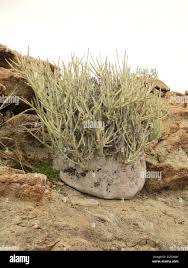 Image result for Adenolobus pechuelii