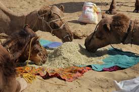 (however, desert farms sells raw camel's milk kefir and the oasis. Poor John Survives Two Days On A Camel In Rajasthan Where To Next