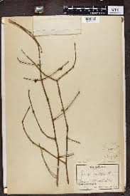 Image result for Garcinia punctata