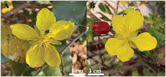 Image result for Ochna