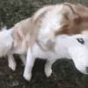 It is totally normal for puppies to mouth each other when they play. Https Encrypted Tbn0 Gstatic Com Images Q Tbn And9gcseqv5 H Ye9yvr6 Xd1yzkyzmoodtz6cp Kns1ocjvc2ipoufc Usqp Cau