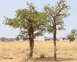 Image result for Strychnos cocculoides