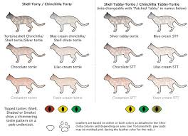 Understanding how is challenging because many genes are involved. Cat Colors Chart Google Search Gatti Pele