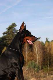Doberman Doberman Pinscher Kinds Of Dogs
