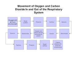 Respiratory System Your Lungs Function Of The Respiratory