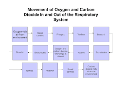 respiratory system your lungs function of the respiratory