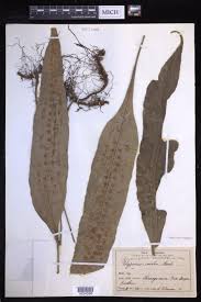 Image result for Lepisorus