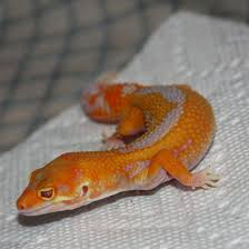 Black And White Striped Leopard Gecko Tangerine Lavender Stripe Tremper By Boston Leopard Geckos Leopard Gecko Leopard Gecko