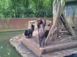 Tunjukkan apresiasi anda dengan memberikan donasi, memposting di twitter, dan. Begini Kondisi Beruang Kelaparan Di Kebun Binatang Bandung Okezone News