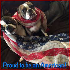 Pin On Boston Terrier Memes Dogs And Puppies Too