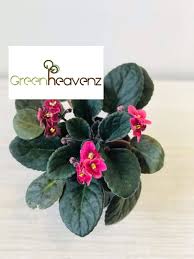 We did not find results for: Gnc African Violet Saintpaulia Ionantha Indoor Live Plant Pokok éžæ´²ç´«ç½—å…° Gardenmart4u Com