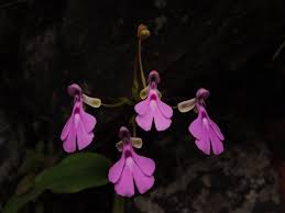 Image result for Cynorkis debilis