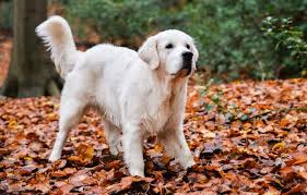 Pick of the litter pups, if not kept by us for show, are available for an extra $500. 10 Facts You Didn T Know About The English Cream Golden Retriever All Things Dogs All Things Dogs