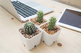 Although the appearance of the cactus is not beautiful, but it has a unique and a beautiful feeling to some of us who are cactus lovers. Impacts Of Plants On Feng Shui In Rain Forests Water Vapour Rises Due By Sakura Sia Jan 2021 Medium
