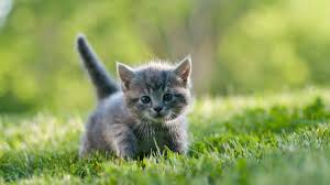 Ambil cara atau langkah yang tepat untuk menjaga anak. Kucing World Cara Menjaga Anak Kucing 1 Hingga 3 Bulan