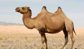 Camels All About Camels Facts Information Pictures
