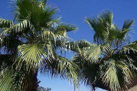 These palm trees are one of the faster growing palm trees that is common in arizona. Palm Trees In Phoenix Bild Von Phoenix Zentral Arizona Tripadvisor