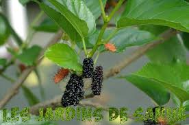 Pokok anggur berbuah di dalam pasu youtube. Penanaman Mulberi Dalam Bekas Ketahui Tentang Penjagaan Mulberry Dalam Pot Taman Taman Sanne