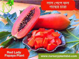 Check spelling or type a new query. Red Lady Papaya Fruit Trees For Sale 2021
