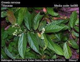 Image result for Grewia praecox