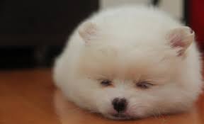 Some puppies may cost more than they. Should You Adopt A Teacup Pomeranian Teacup Pomeranian