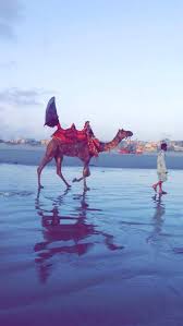 It's physically (and therefore mentally) see from day start to day end on the work that's involved in getting our camels ready for their days work taking people for rides along the. Pin On Animal