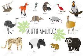 Do you think there is a lack of south american animals? Vector Collection With South American Animals Illustration With Royalty Free Cliparts Vectors And Stock Illustration Image 149636248