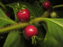 Image result for Sabicea